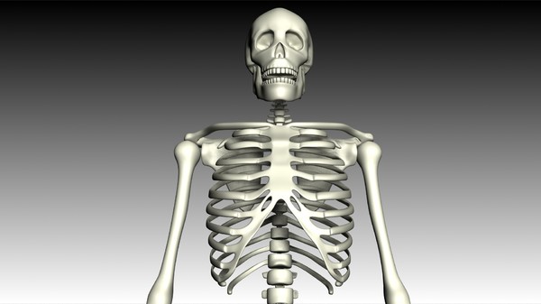 maya human skeleton - Skeleton (top) by philbert2286